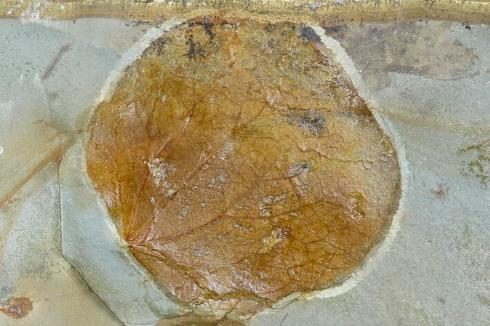 Fossil Leaf (Zizyphoides) - Montana #120774